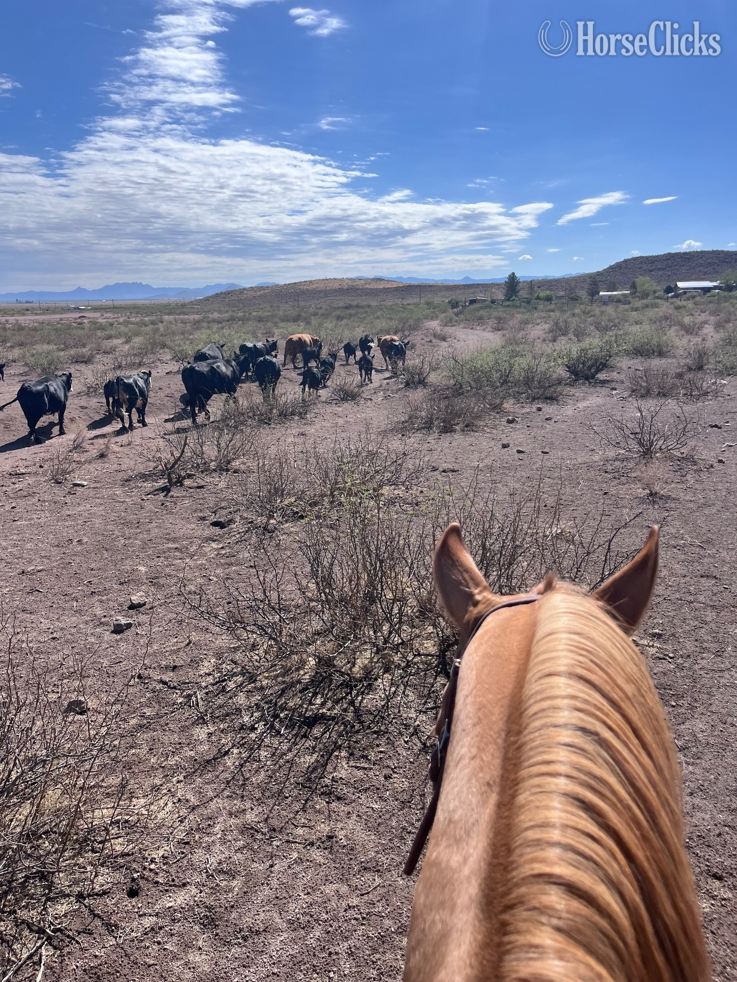 Quarter Horse - "Fire bar to impress" Dun Mare Quarter Horse in Arizona