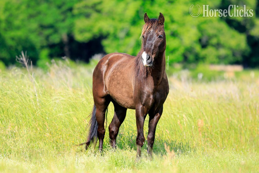 "Odyssey of Rancho Bravo" Black Gelding Welsh Pony in Texas