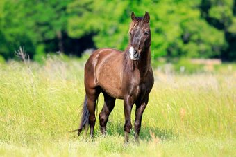 "Odyssey of Rancho Bravo" Black Gelding Welsh Pony