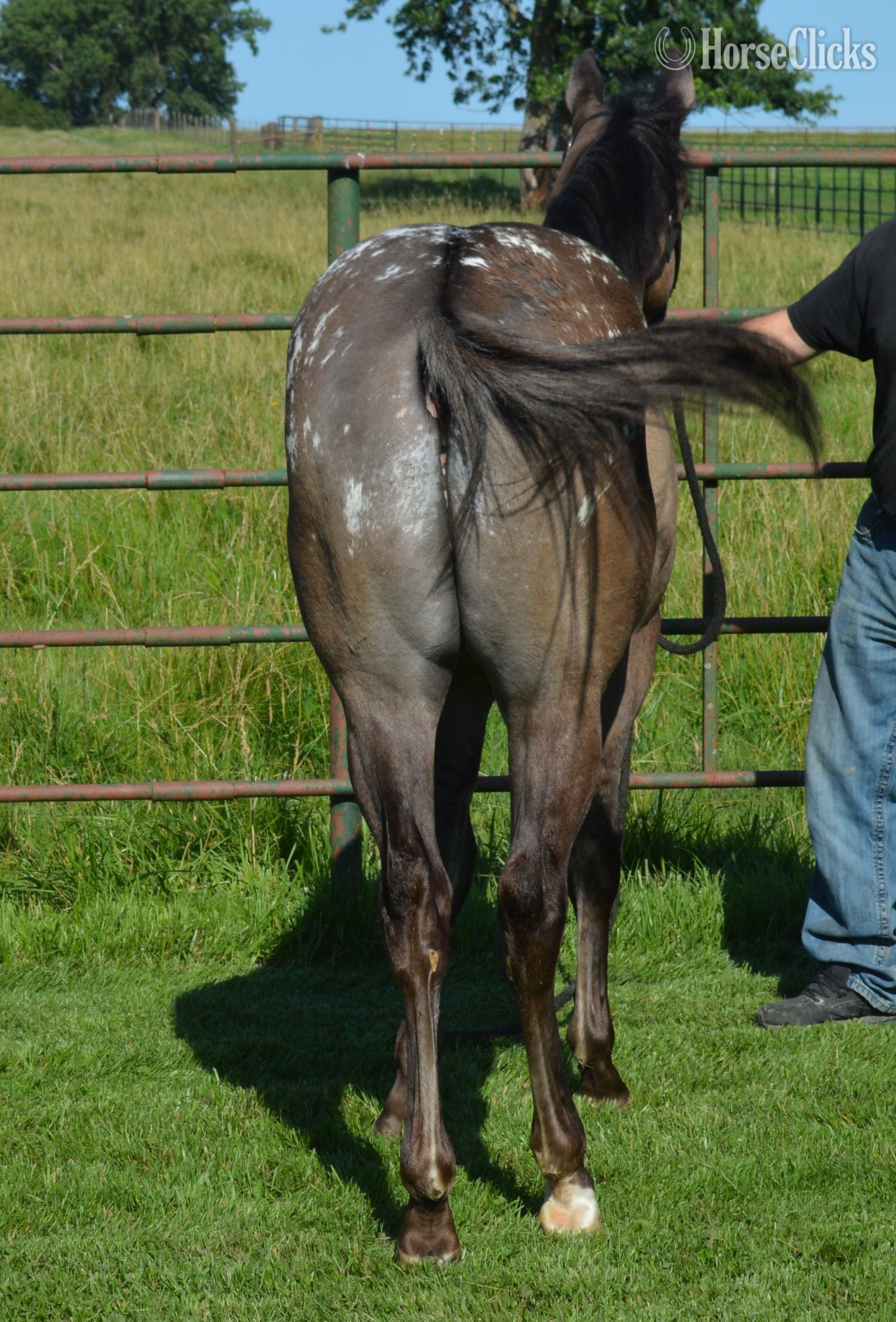 "Dudes Blazin Saddle" Grullo Colt Appaloosa