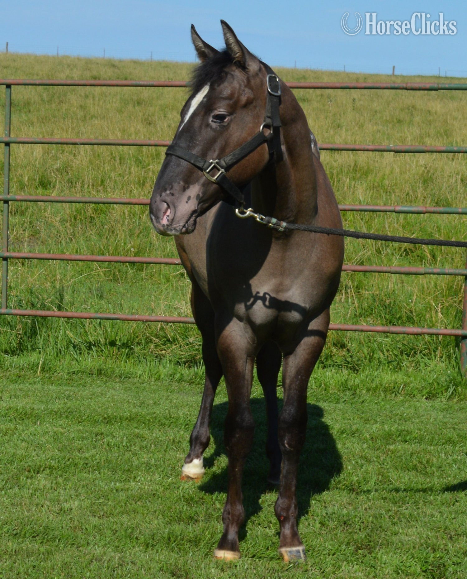 Missouri "Dudes Blazin Saddle" Grullo Colt Appaloosa
