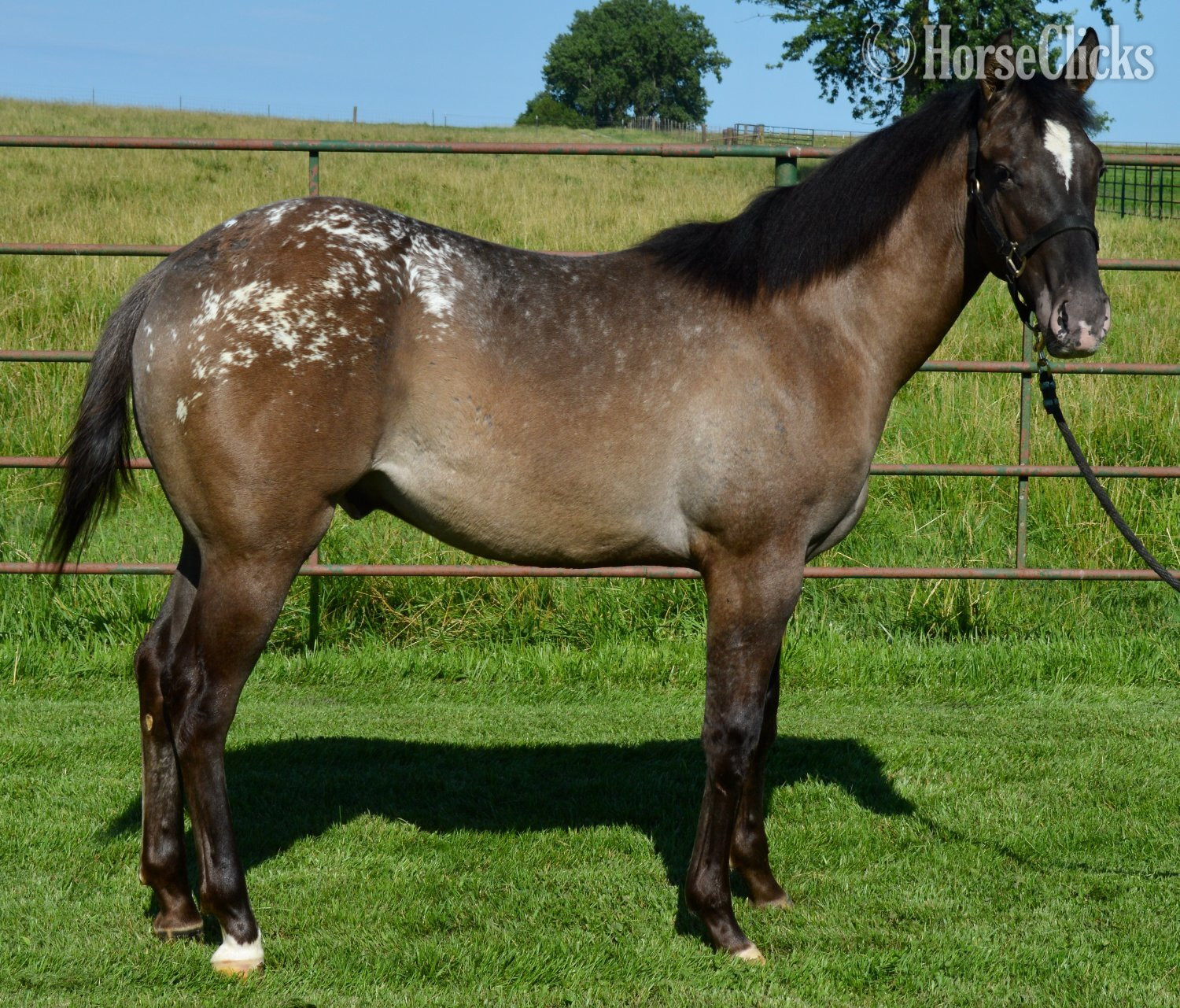 "Dudes Blazin Saddle" Grullo Colt Appaloosa - Appaloosa in Missouri