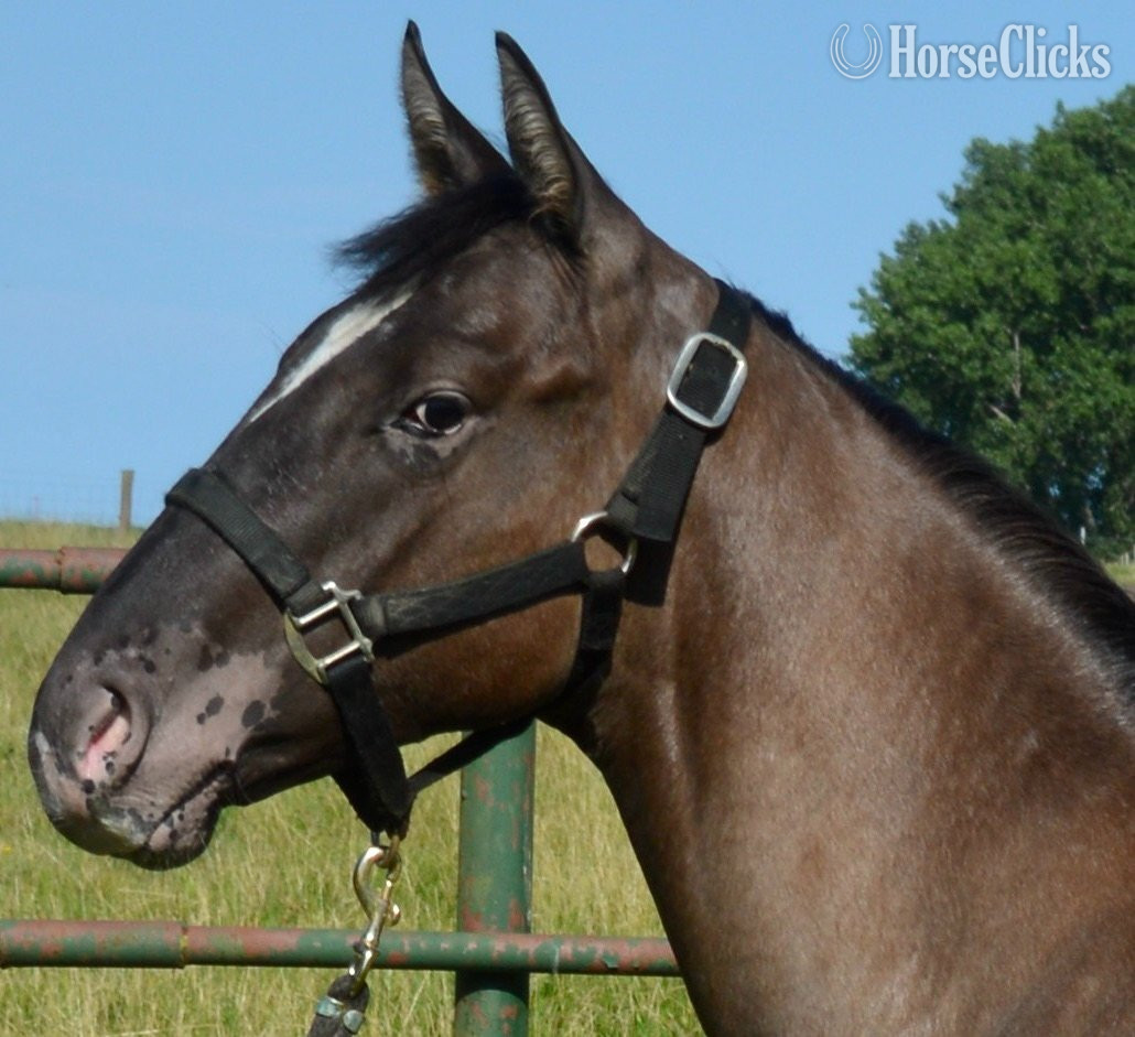 "Dudes Blazin Saddle" Grullo Colt Appaloosa - Appaloosa