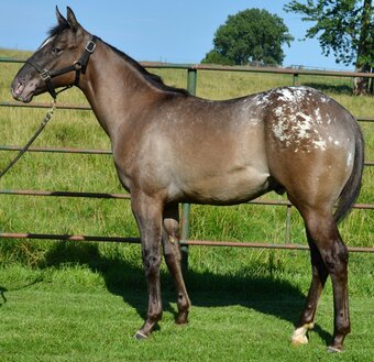 "Dudes Blazin Saddle" Grullo Colt Appaloosa