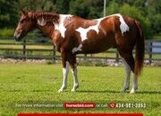 "Abnor" Sorrel Gelding Paint