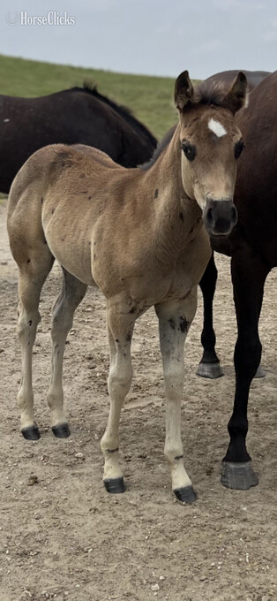 "Harmony Filly" Black Filly Appaloosa