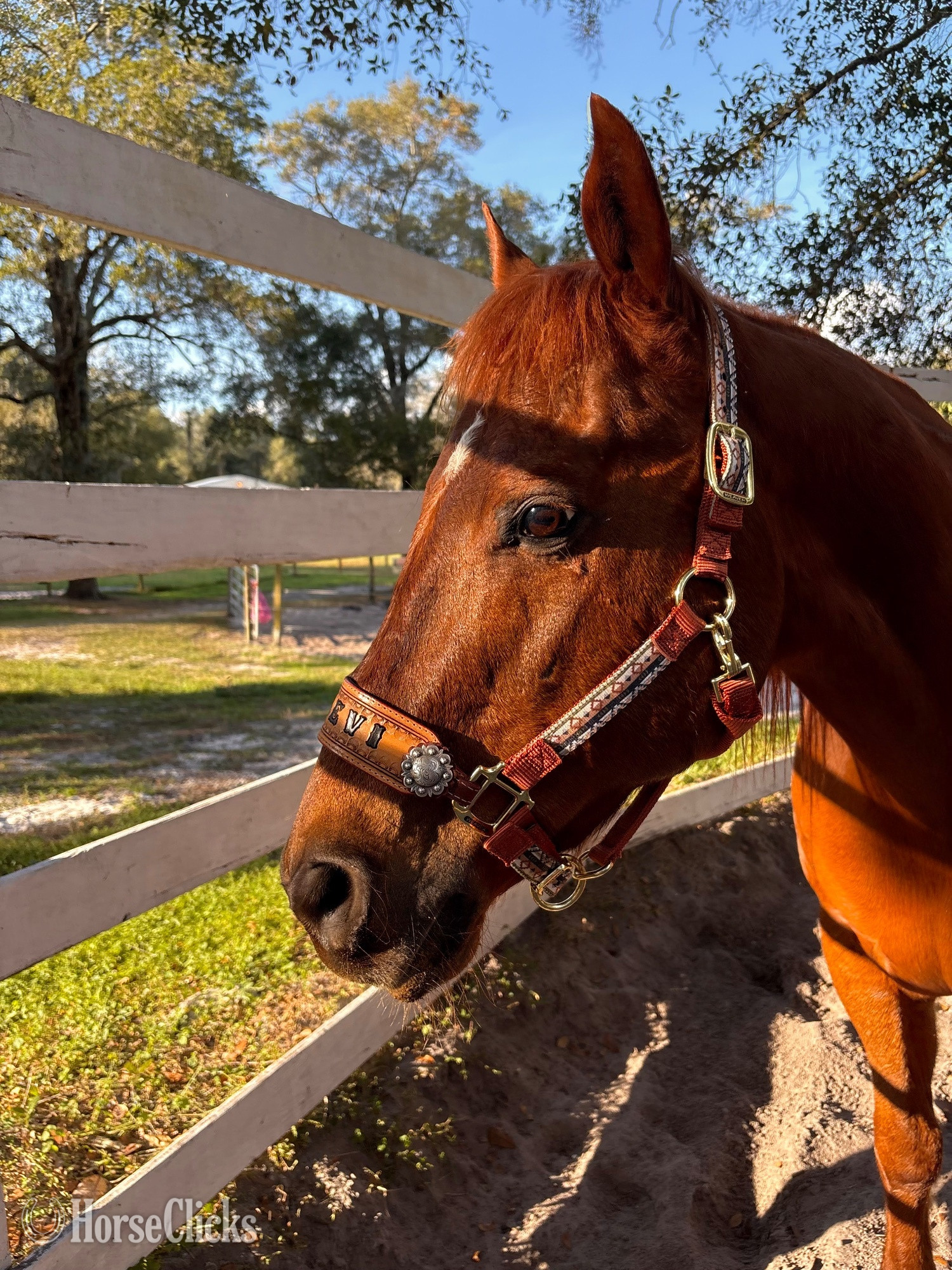 "Larry" Sorrel Gelding Quarter Horse