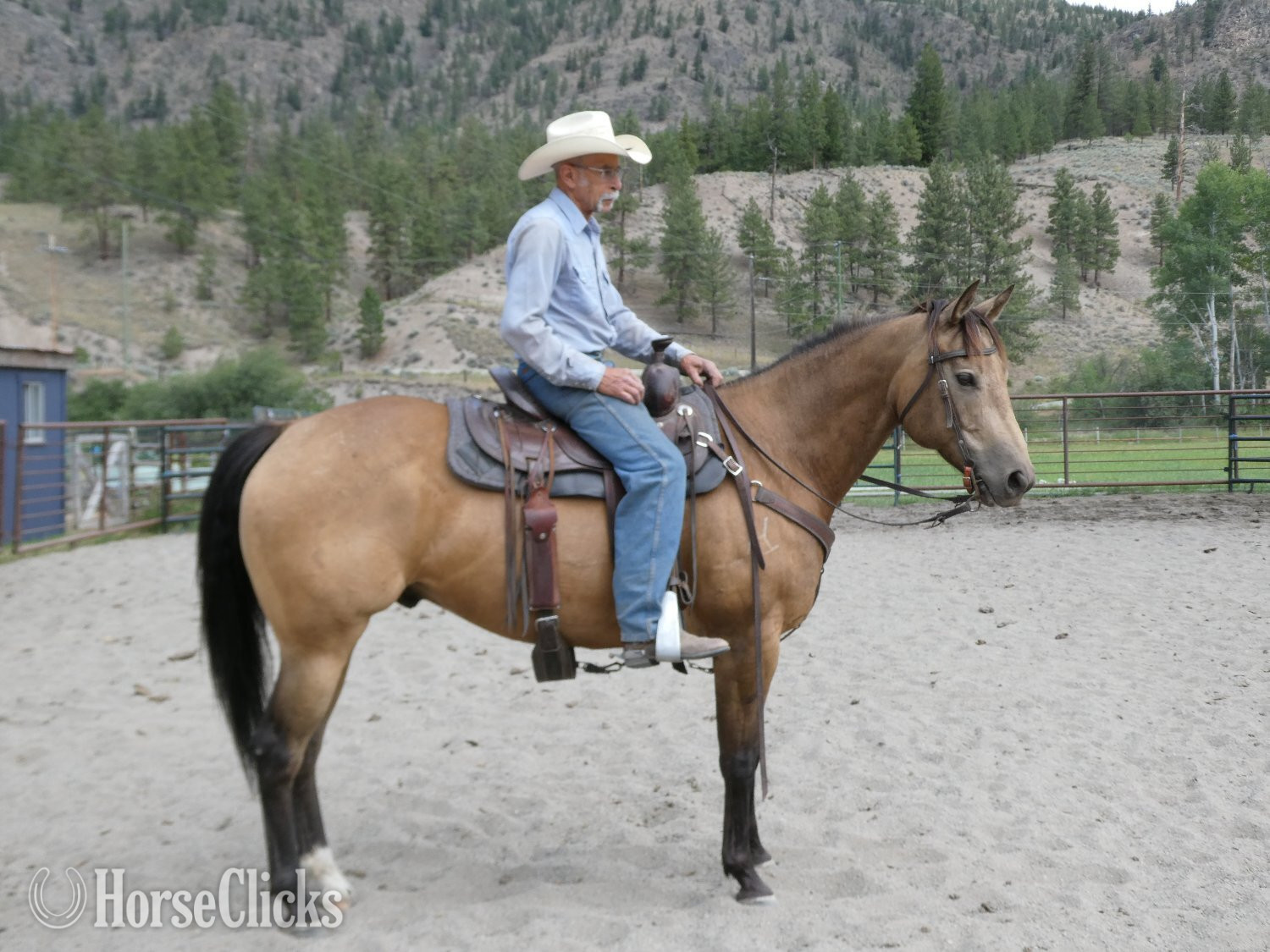 "Rogan" Buckskin Gelding Quarter Horse in British Columbia