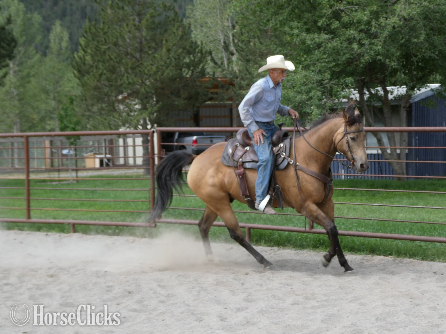 "Rogan" Buckskin Gelding Quarter Horse