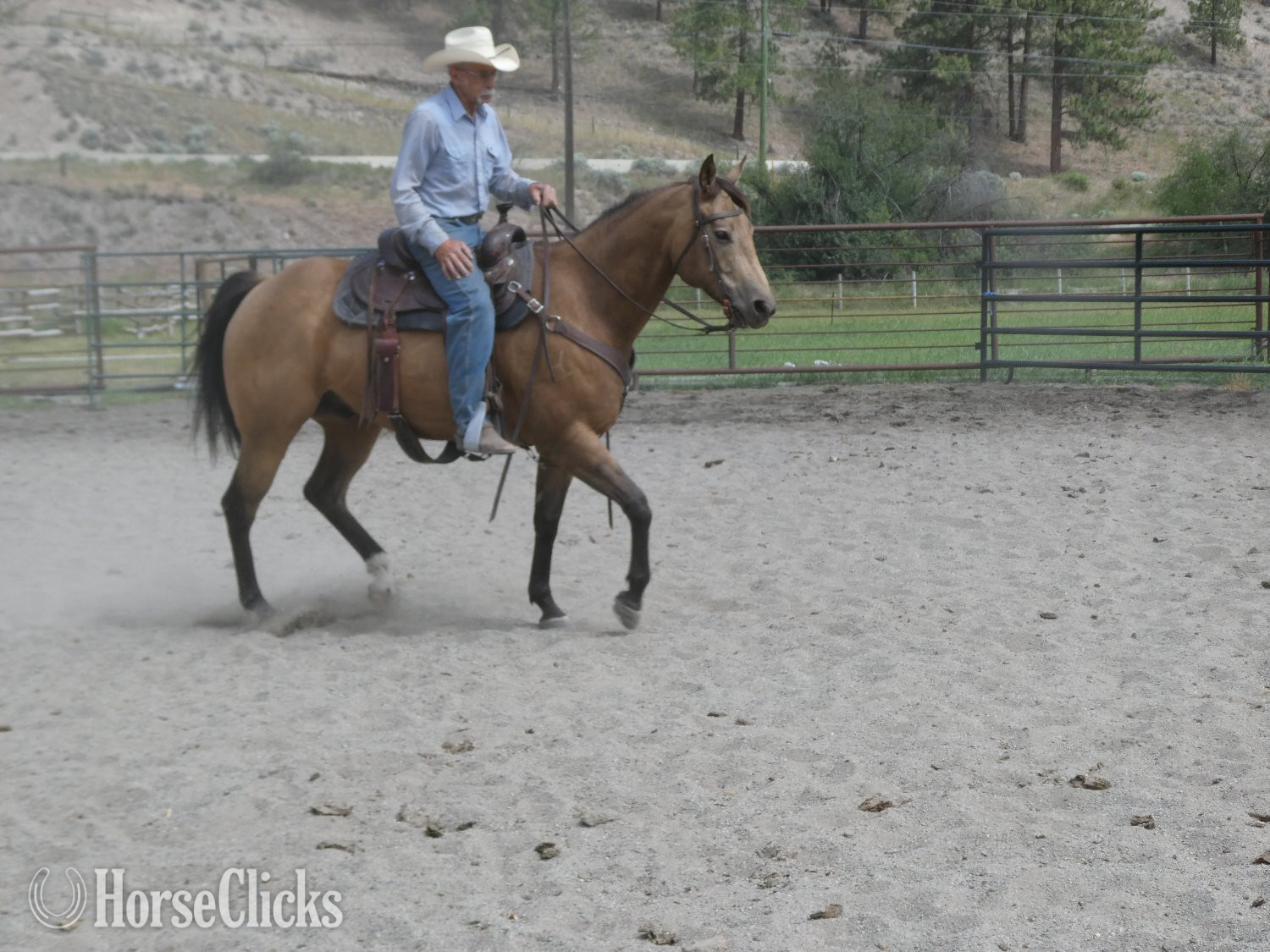British Columbia "Rogan" Buckskin Gelding Quarter Horse