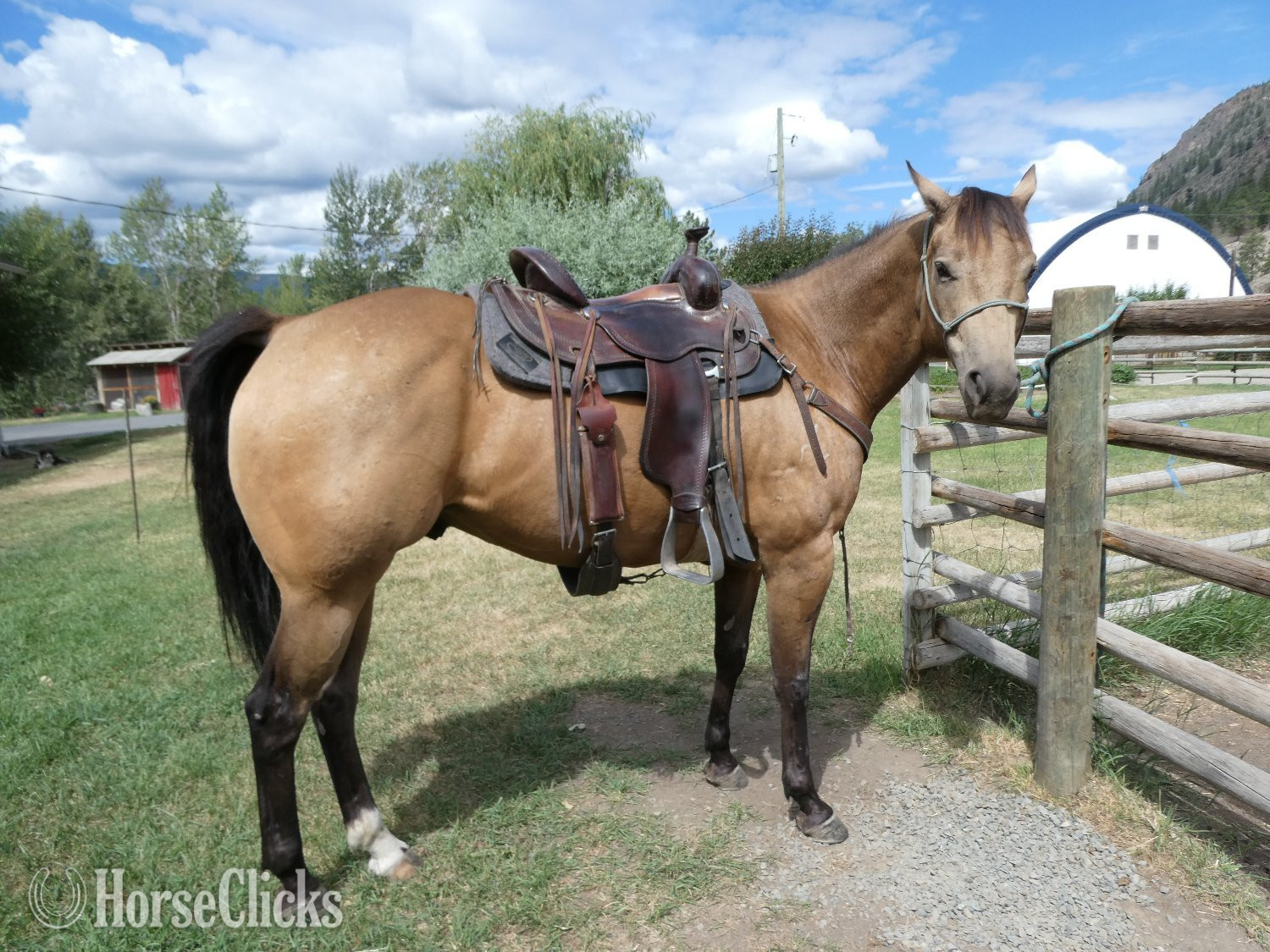 "Rogan" Buckskin Gelding Quarter Horse - Quarter Horse in British Columbia