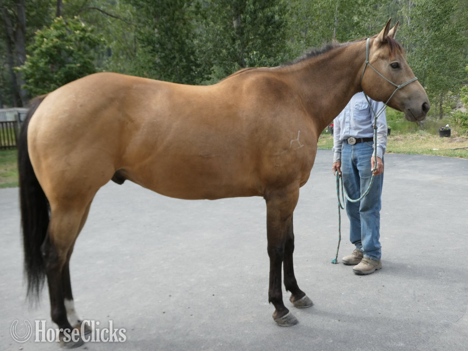 "Rogan" Buckskin Gelding Quarter Horse - Quarter Horse