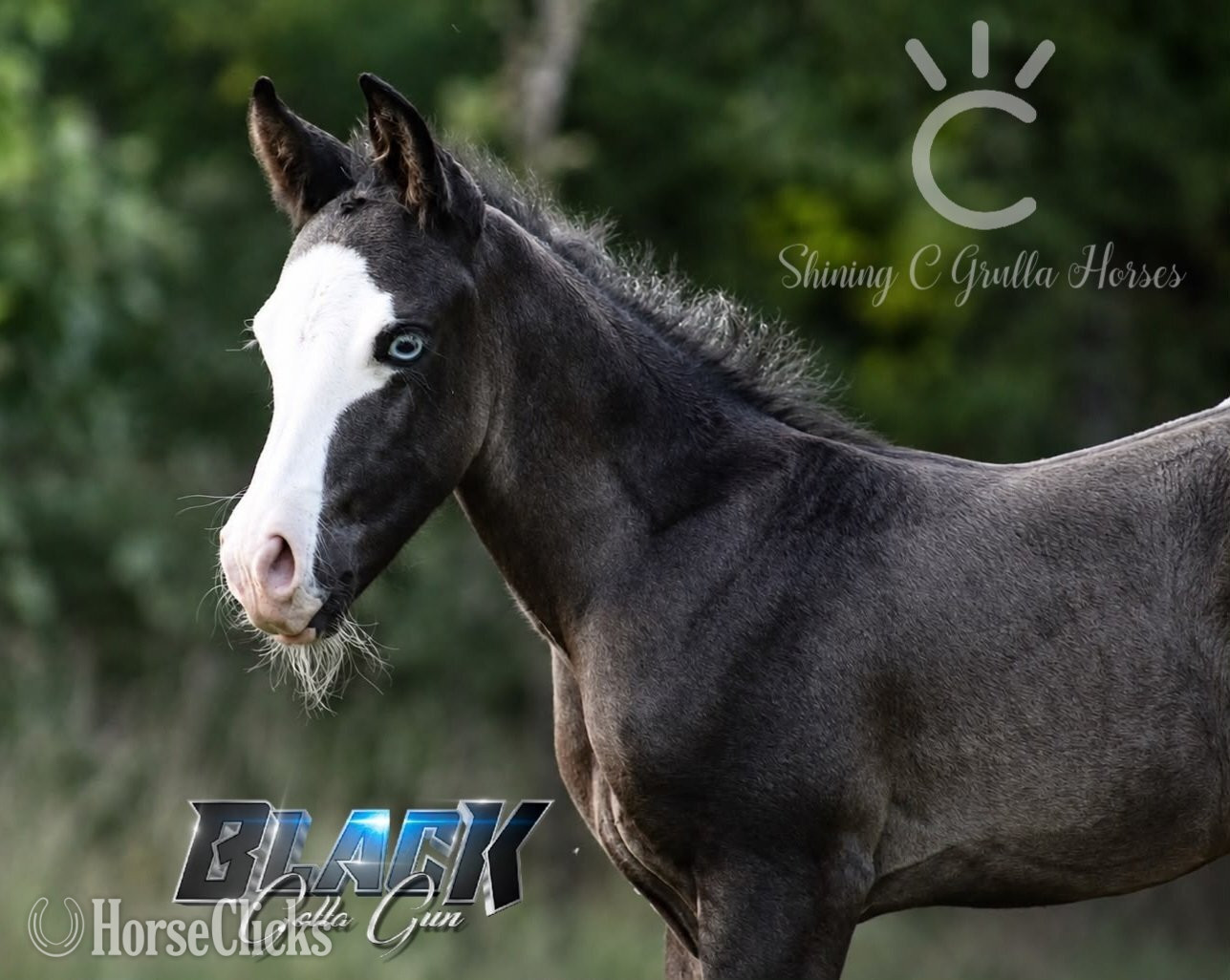 "BLACK GOTTA GUN X KITTY JOSY KICKER" Black Colt Quarter Horse in Texas