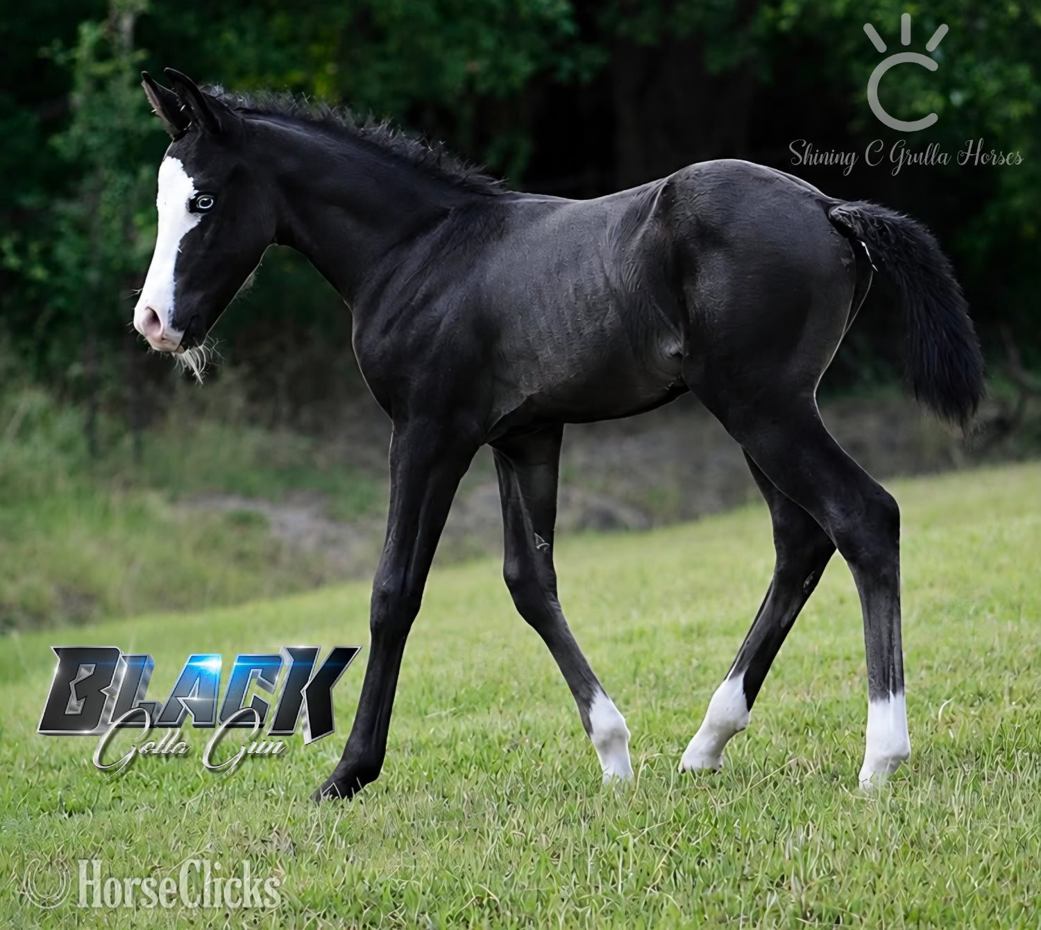 "BLACK GOTTA GUN X KITTY JOSY KICKER" Black Colt Quarter Horse