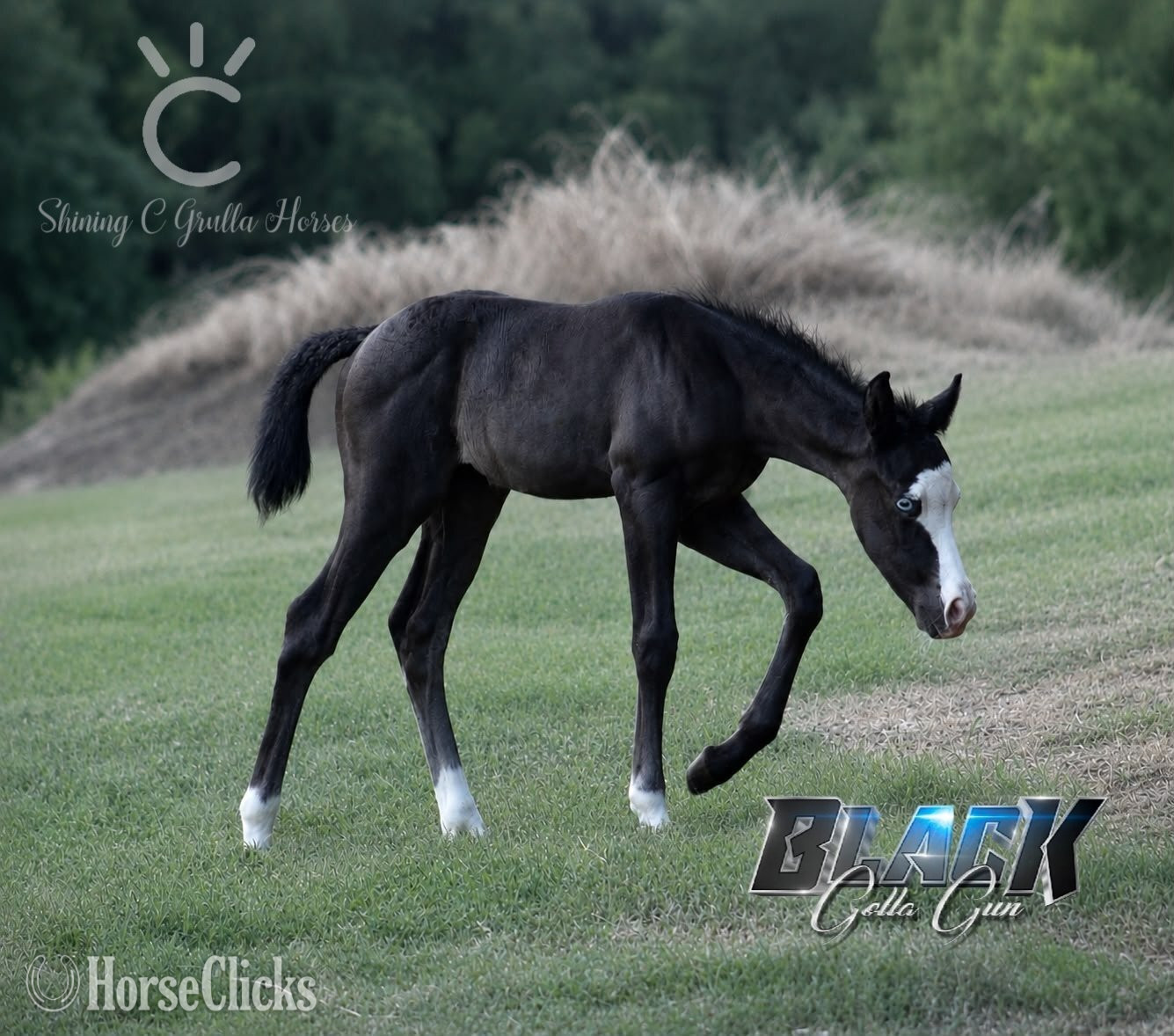 Texas "BLACK GOTTA GUN X KITTY JOSY KICKER" Black Colt Quarter Horse