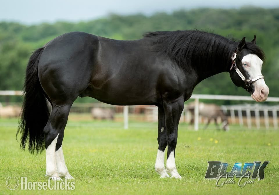 "BLACK GOTTA GUN X KITTY JOSY KICKER" Black Colt Quarter Horse - Quarter Horse in Texas