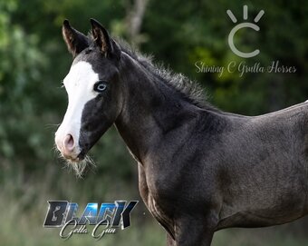 "BLACK GOTTA GUN X KITTY JOSY KICKER" Black Colt Quarter Horse