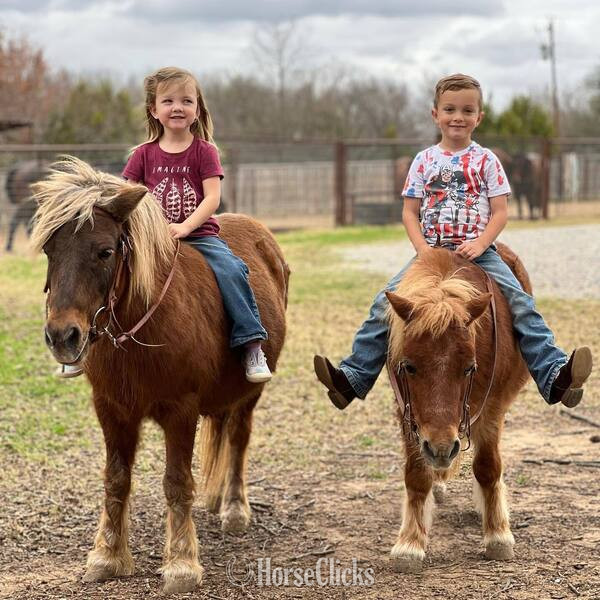 "Rum&Coke" Red Roan Gelding Pony in Texas