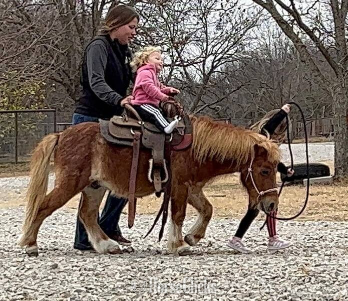 "Rum&Coke" Red Roan Gelding Pony