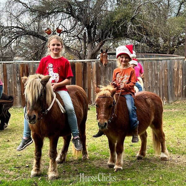 Texas "Rum&Coke" Red Roan Gelding Pony