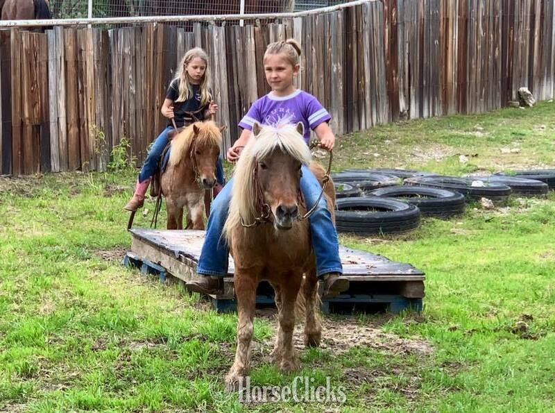 "Rum&Coke" Red Roan Gelding Pony - Pony in Texas