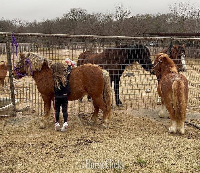 "Rum&Coke" Red Roan Gelding Pony - Pony