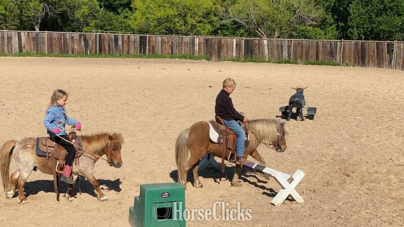 "Rum&Coke" Red Roan Gelding Pony Texas