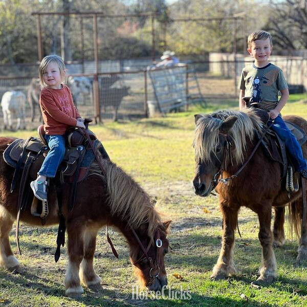Pony - "Rum&Coke" Red Roan Gelding Pony in Texas