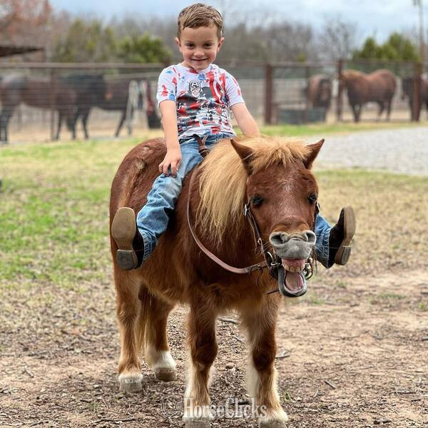 Pony - "Rum&Coke" Red Roan Gelding Pony