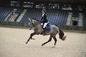 "RHF Tarragon" Grey Gelding Andalusian