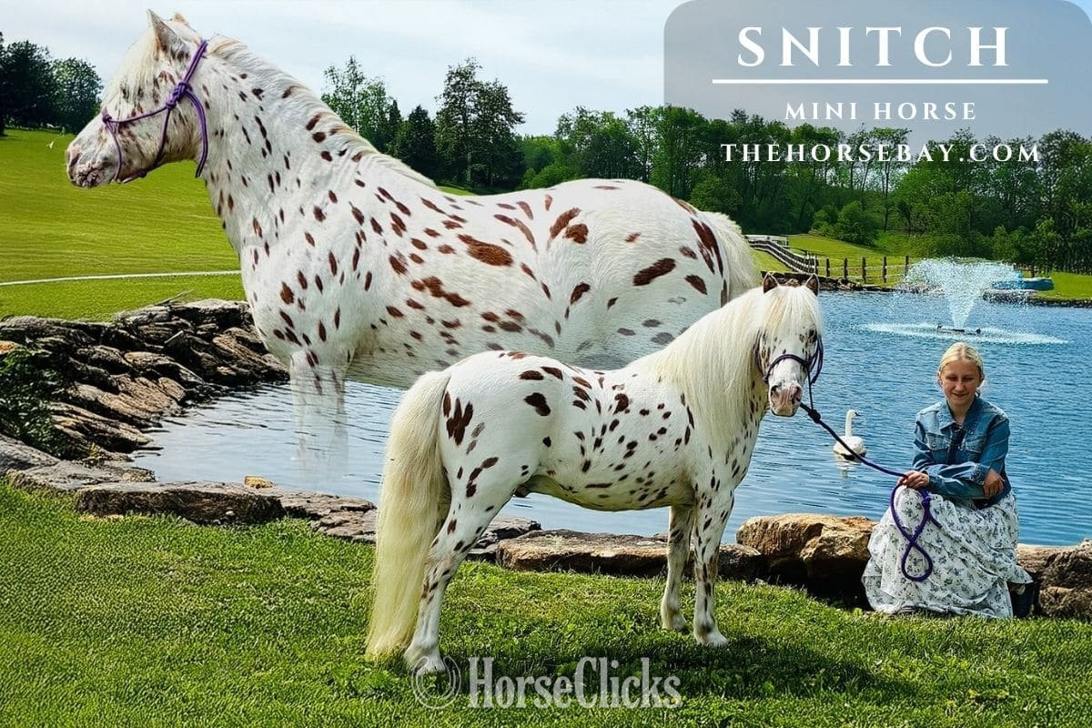 "Snitch" White Gelding Pony in West Virginia
