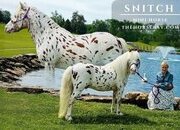 "Snitch" White Gelding Pony