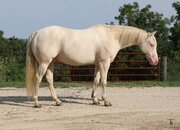 "Jericho" Perlino Gelding Quarter Horse