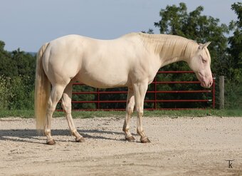 "Jericho" Perlino Gelding Quarter Horse