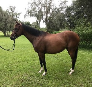"Xena" Bay Mare Thoroughbred