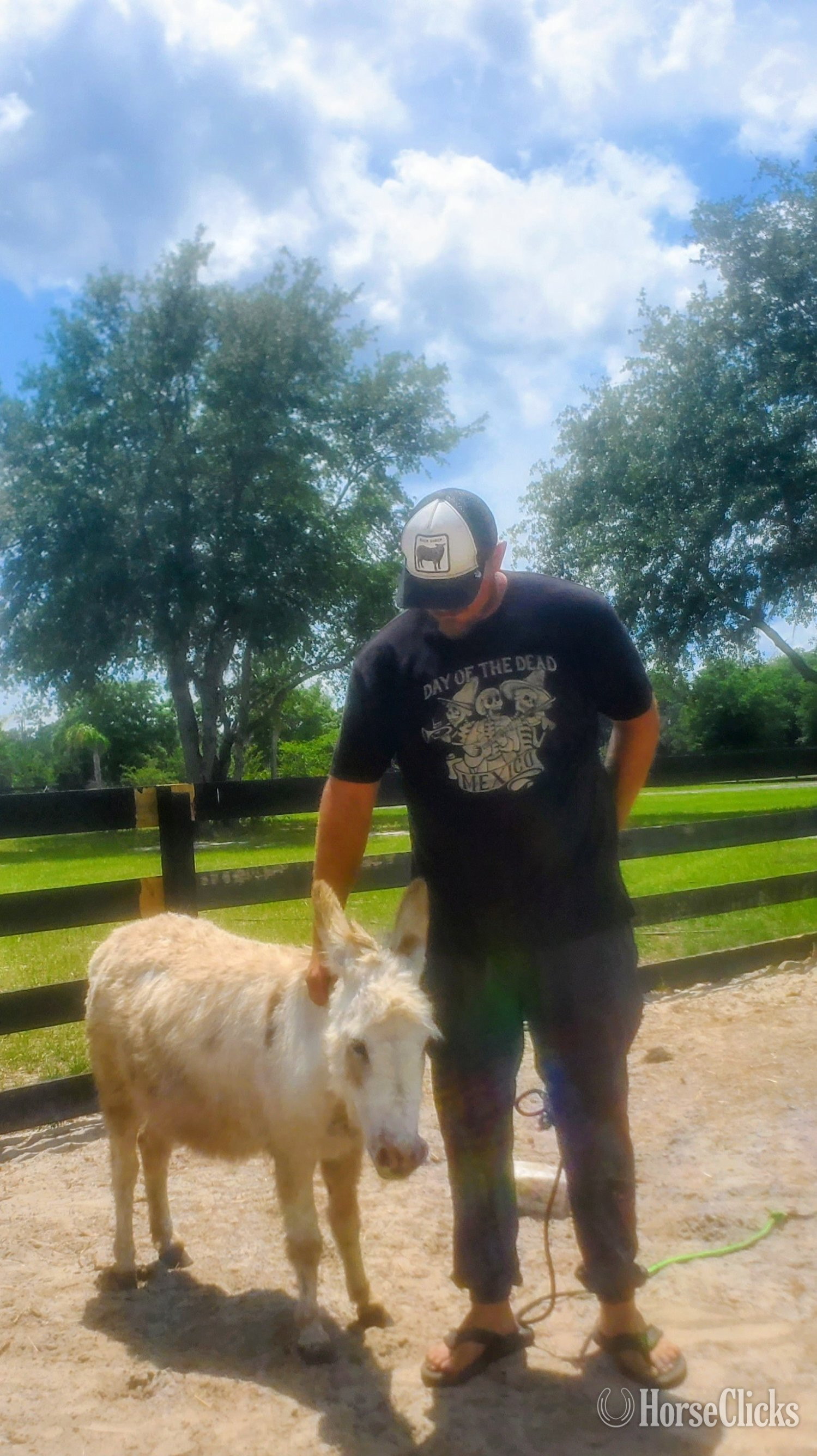 "Beautiful Mini ? Donkeys Mini Horses Dwa"  Filly Donkey