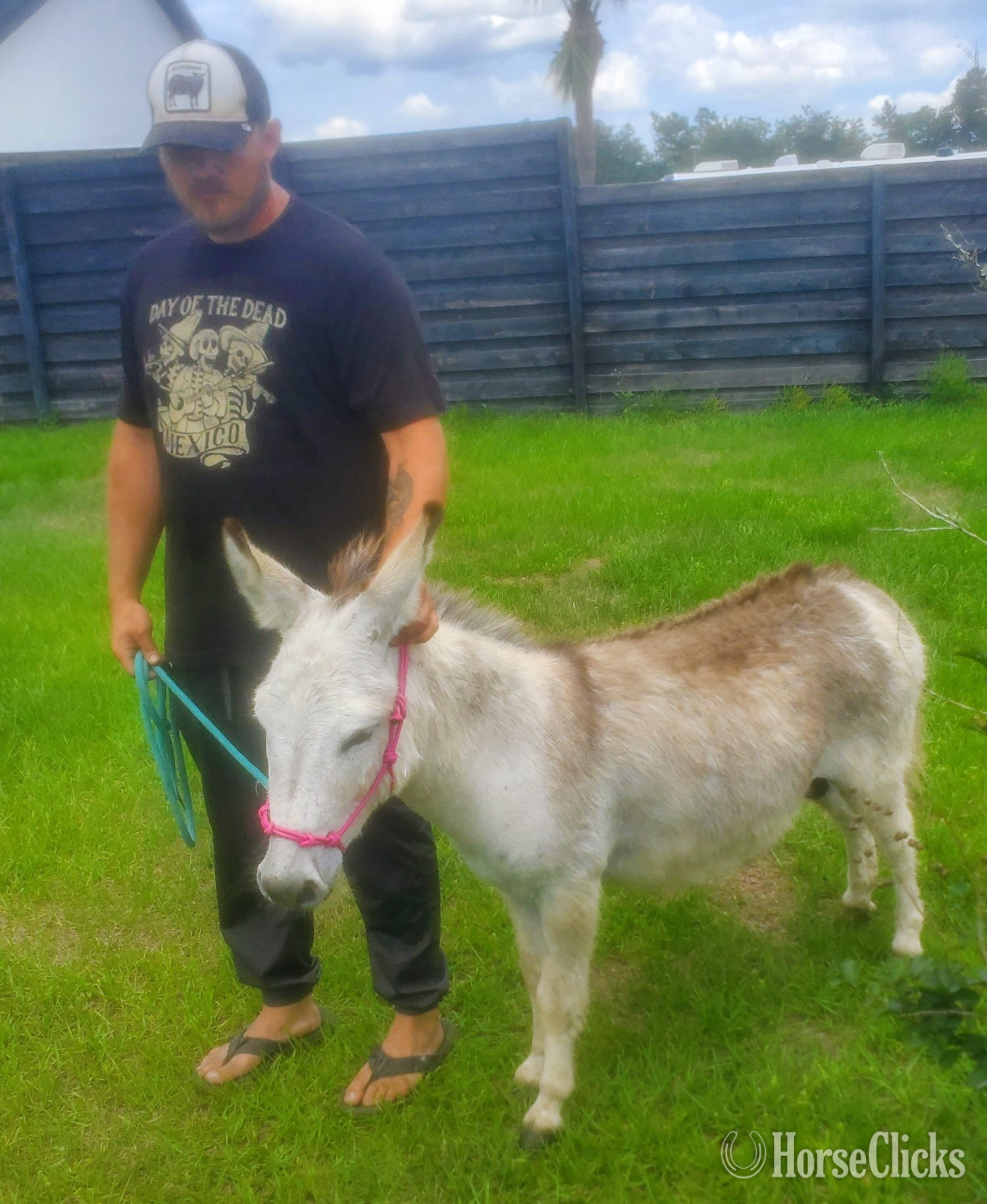 Florida "Beautiful Mini ? Donkeys Mini Horses Dwa"  Filly Donkey