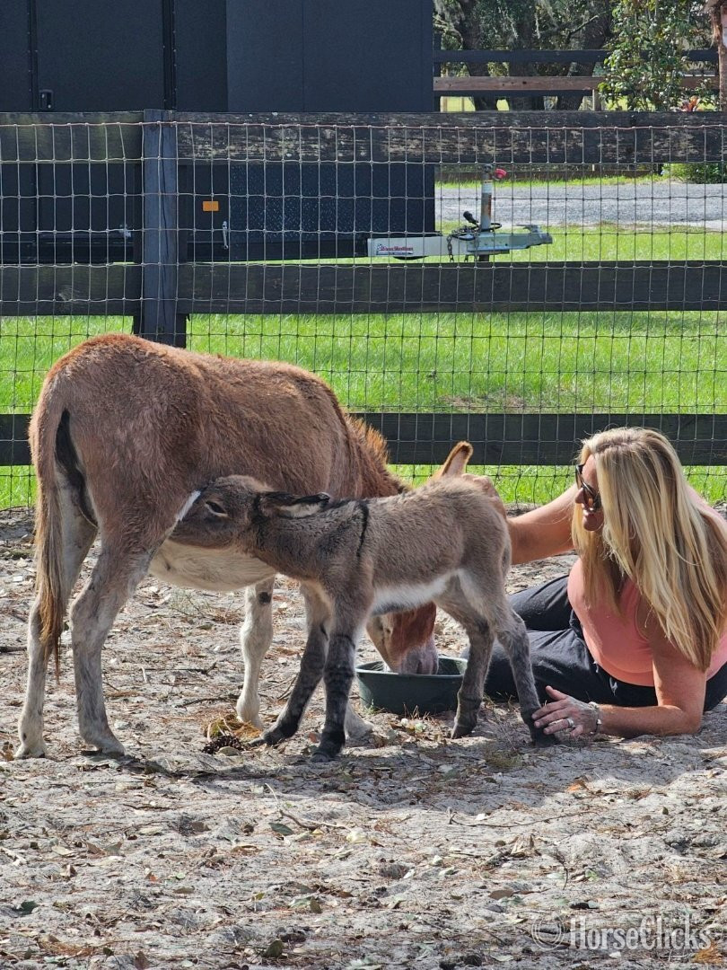 "Beautiful Mini ? Donkeys Mini Horses Dwa"  Filly Donkey - Donkey in Florida