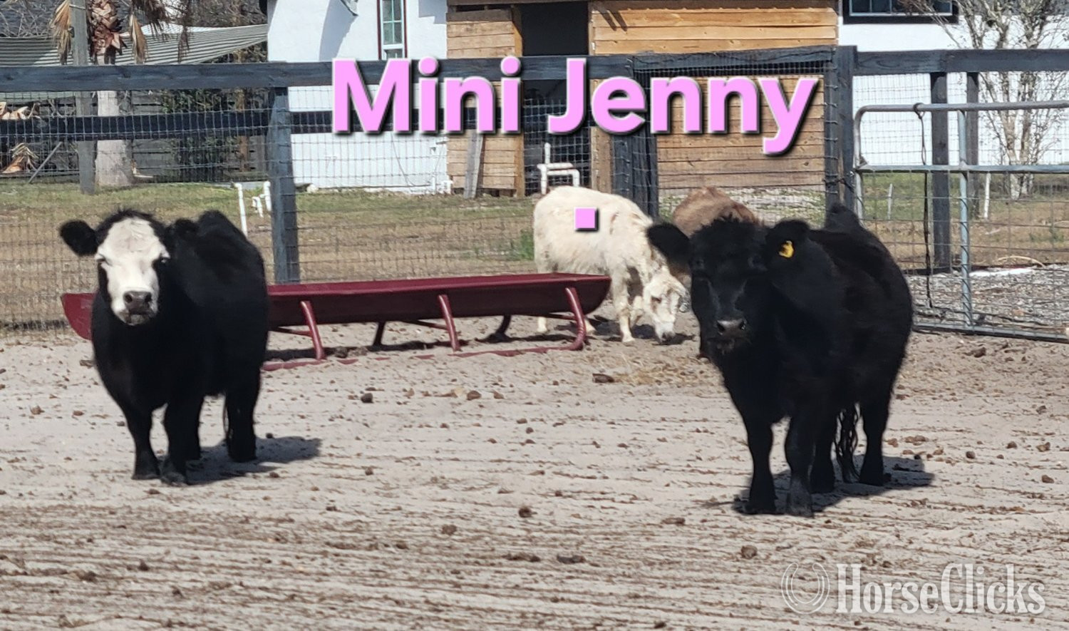"Beautiful Mini ? Donkeys Mini Horses Dwa"  Filly Donkey - Donkey
