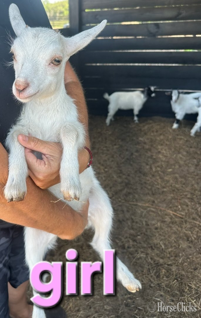 "Beautiful Mini ? Donkeys Mini Horses Dwa"  Filly Donkey Florida
