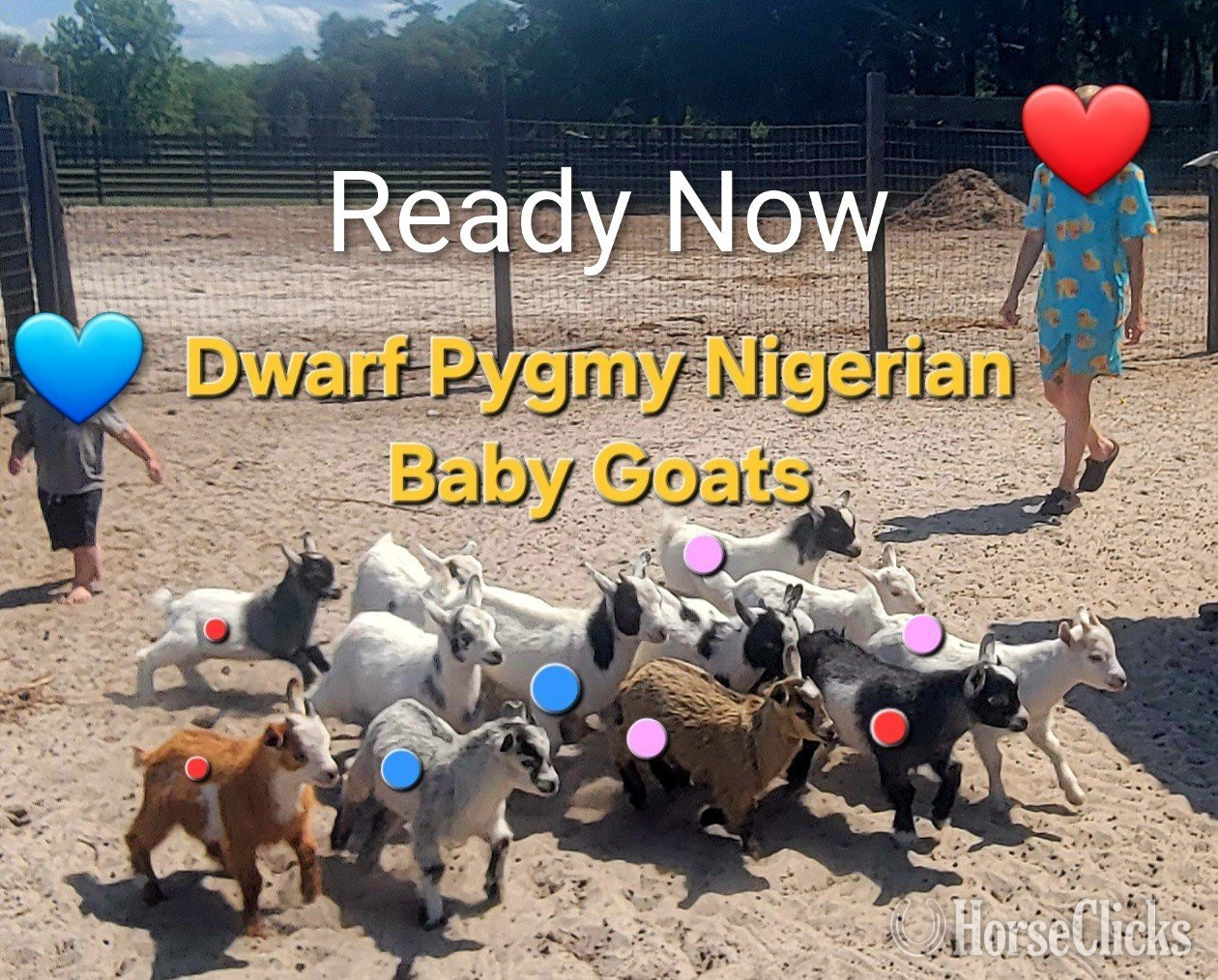 Donkey - "Beautiful Mini ? Donkeys Mini Horses Dwa"  Filly Donkey