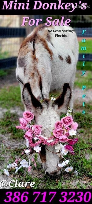 "Beautiful Mini ? Donkeys Mini Horses Dwa" Filly Donkey