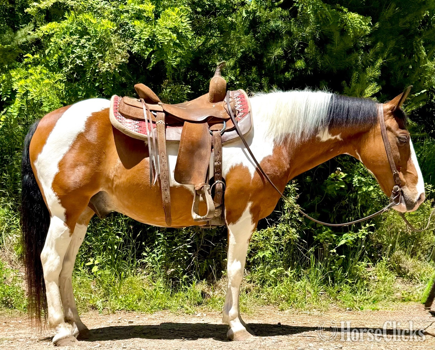"Willy"  Gelding Paint in Ohio