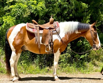 "Willy" Gelding Paint