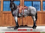 "Big Blue" Blue Roan Gelding Draft