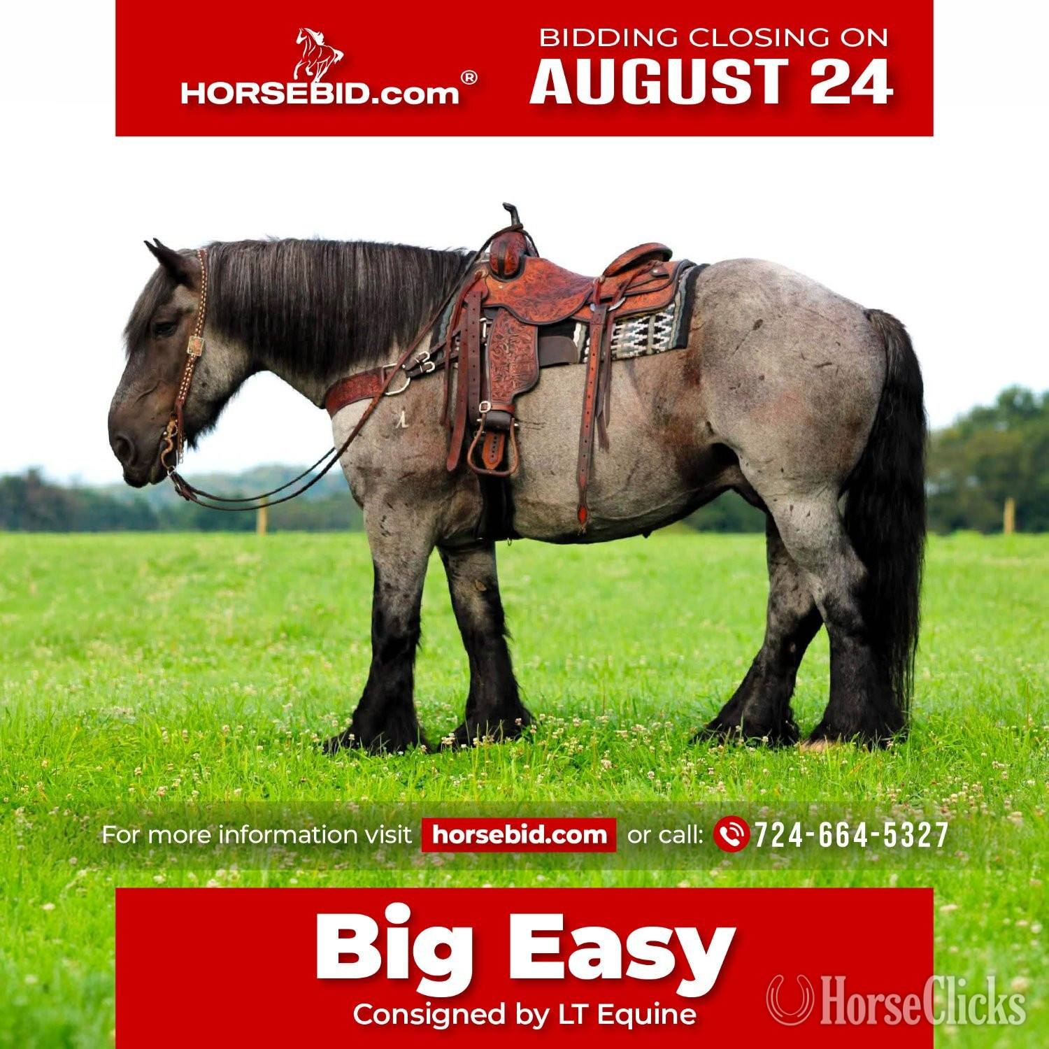 "Big Easy" Blue Roan Gelding Draft in Pennsylvania