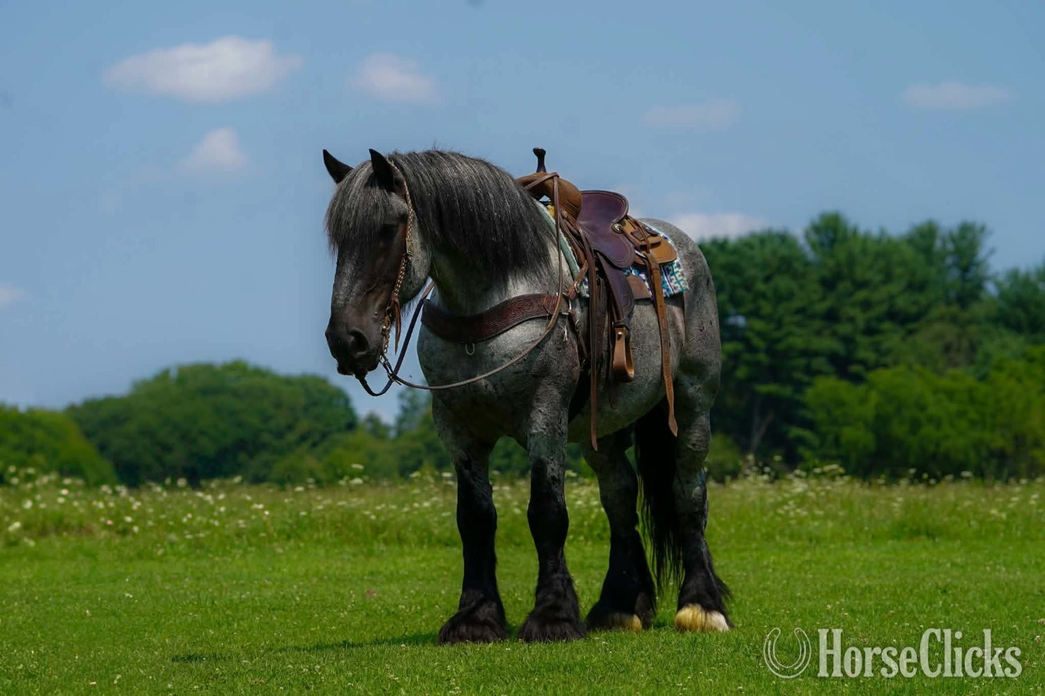 "Big Easy" Blue Roan Gelding Draft