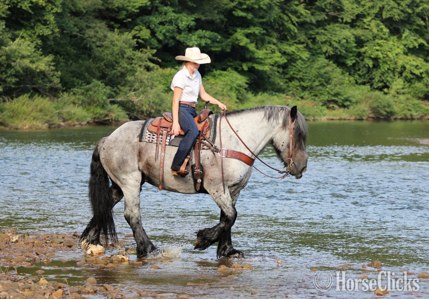 "Big Easy" Blue Roan Gelding Draft - Draft in Pennsylvania