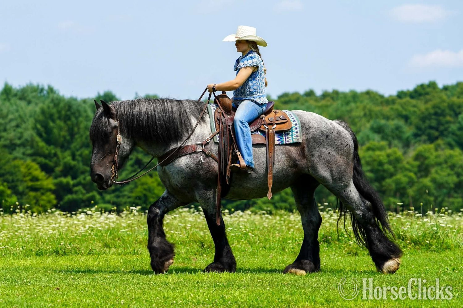 "Big Easy" Blue Roan Gelding Draft - Draft