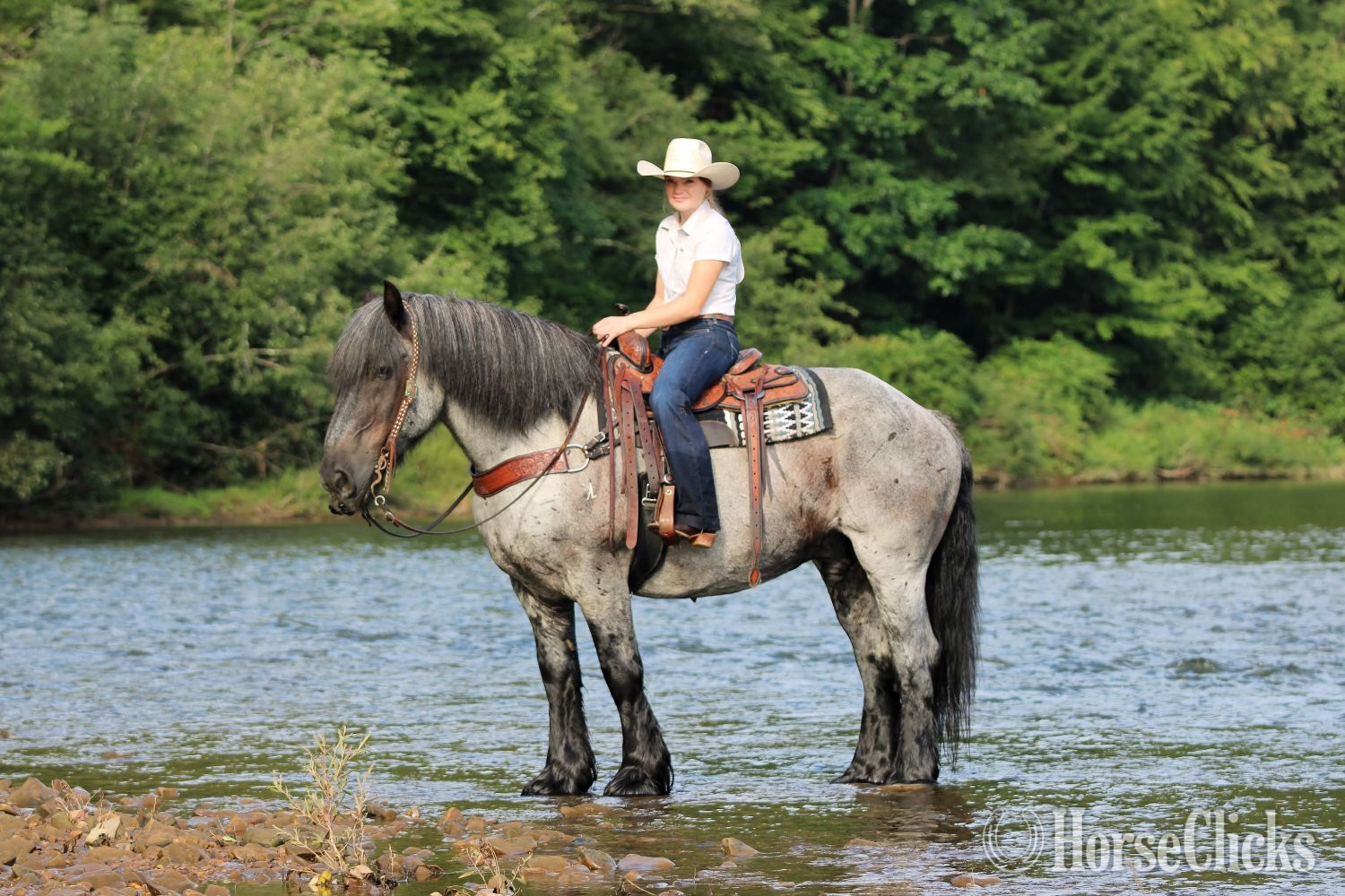 "Big Easy" Blue Roan Gelding Draft Pennsylvania